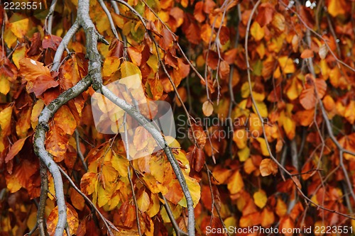 Image of autumn leaves natural background