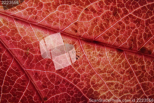 Image of autumn leaf natural background