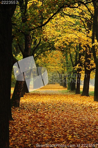 Image of easy way in the autumn park 