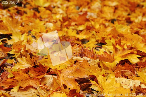 Image of autumn leaves natural background