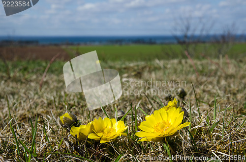 Image of Yellow flower beauty