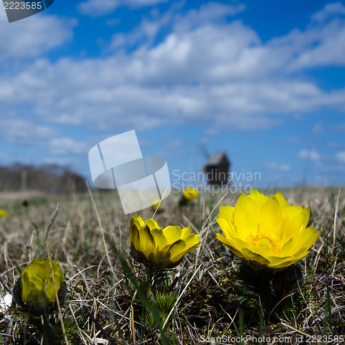 Image of Pheasant´s Eye flower closeup