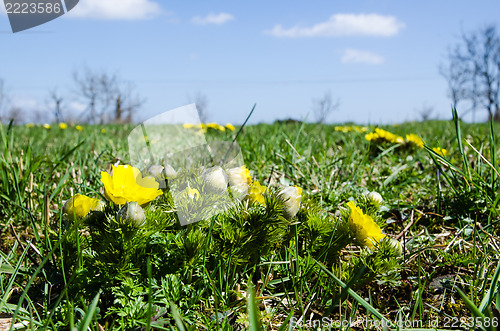 Image of Yellow spring flowers