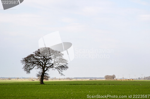 Image of Bare and lone tree at green field