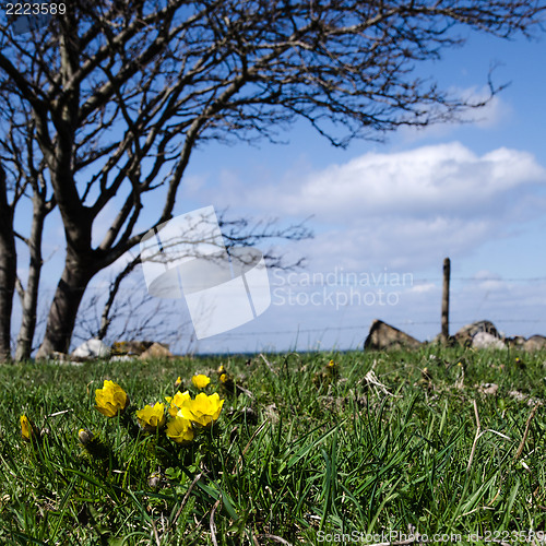 Image of Pheasant´s eye at a tree