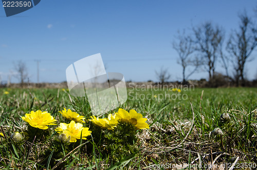 Image of Yellow spring flowers and blue sky