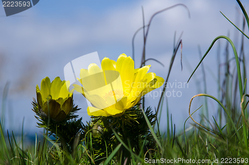 Image of Yellow flower closeup