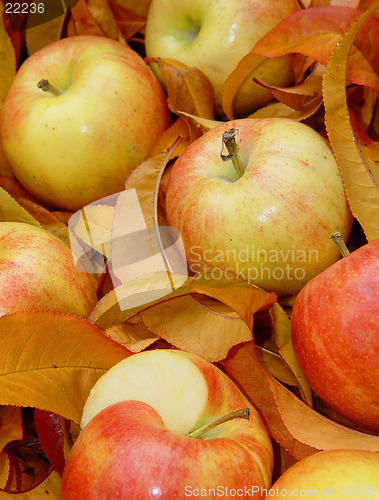 Image of Apples