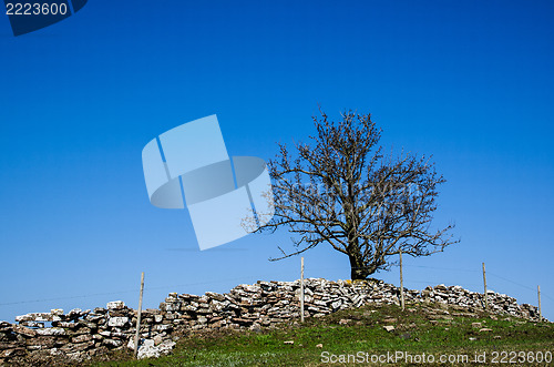 Image of Lone tree at a hill