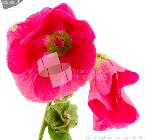 Image of mallow flower red plant bloom isolated on white 