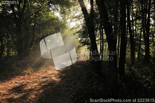 Image of Forest path