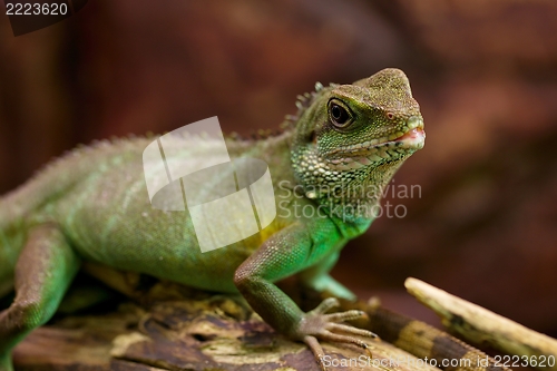 Image of Iguana