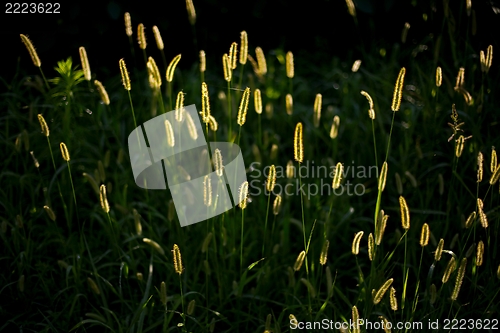 Image of Field