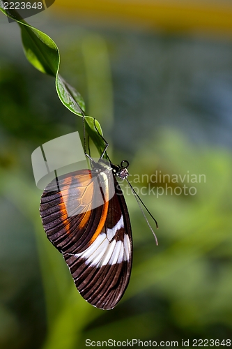 Image of Butterfly
