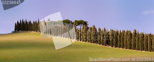 Image of Country Aveneu (Tuscany)