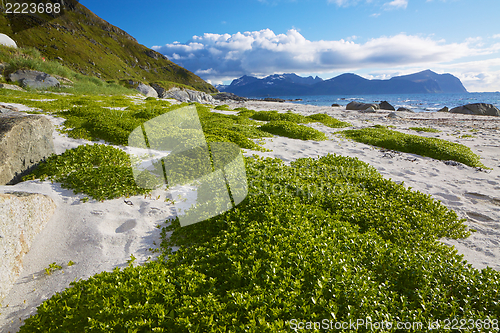 Image of Scenic beach on Lofoten