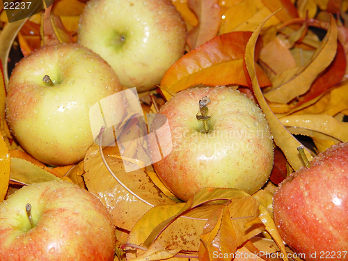 Image of Apples