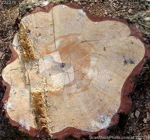 Image of Growth rings