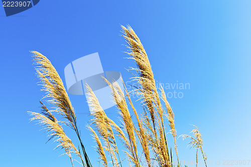 Image of Wheat field against a blue sky 
