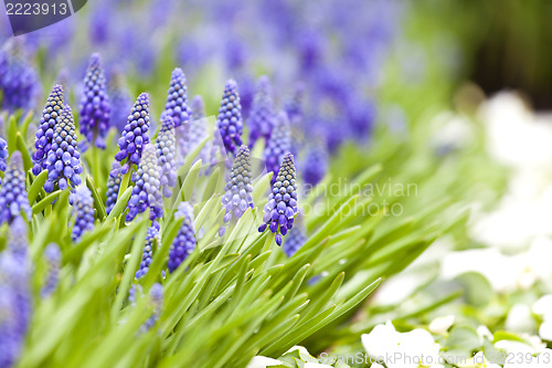 Image of Grape hyacinth in spring