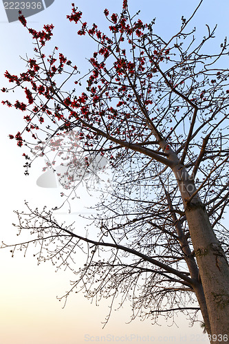 Image of Cotton flowers tree blossom in spring at sunset