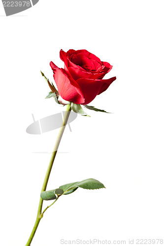 Image of Red rose isolated on white background