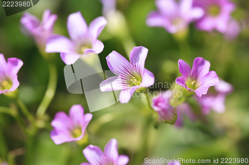 Image of Purple flowers