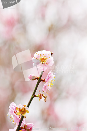 Image of Plum blossoms blooming