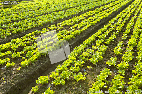 Image of Farmland 