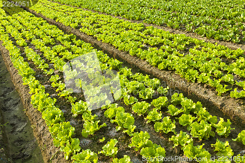Image of Farmland 