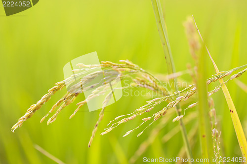 Image of Close up of green paddy rice