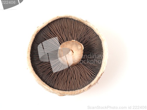 Image of Mushroom