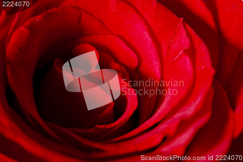 Image of Close up of red rose petal 