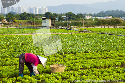 Image of Farmer working on a field