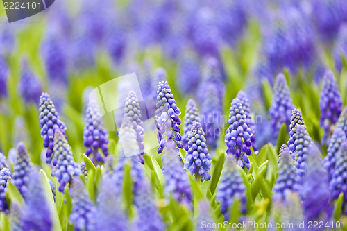 Image of Grape hyacinth in spring