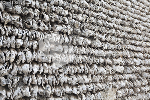 Image of Oyster shell background