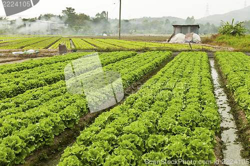 Image of Farmland with many vegetables
