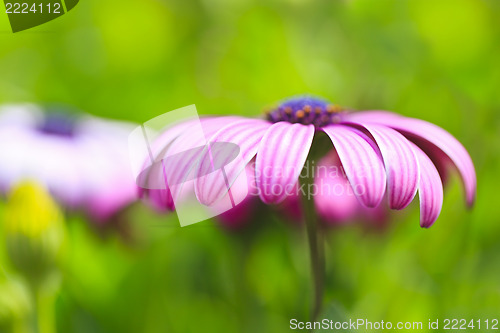 Image of Purple flower petals, close-up.