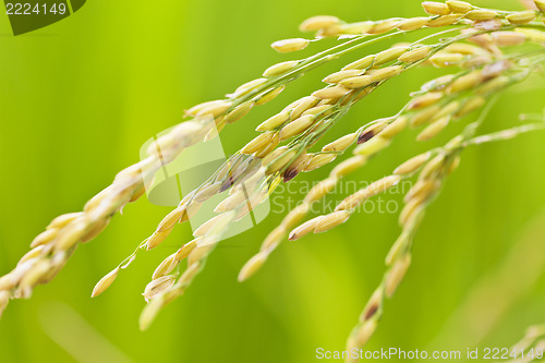 Image of Rice grains in field