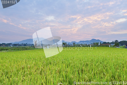 Image of Sunset over the rice field