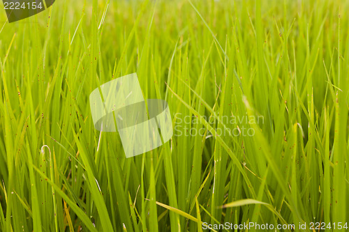 Image of Rice plant in rice field, Hong Kong.