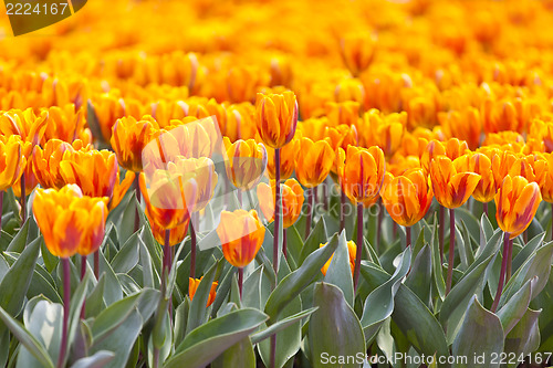 Image of Orange tulip in spring