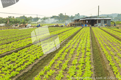 Image of Farmland