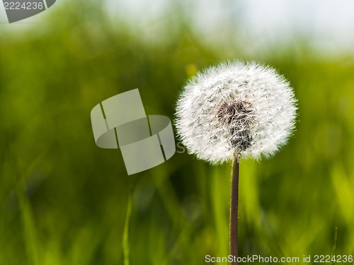 Image of Spring dandelion on green natural background