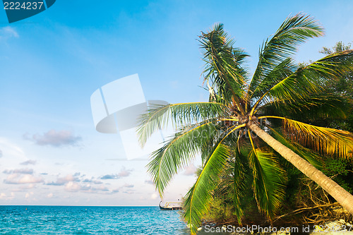 Image of View of nice tropical  beach  with some palms