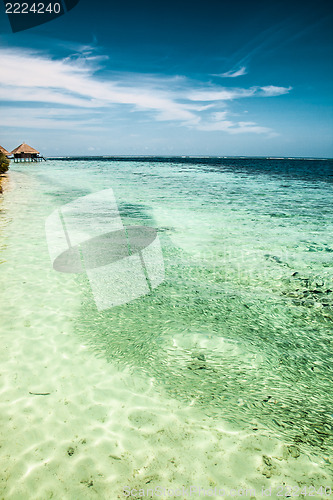 Image of the tropical sea with blue water and sprats, Maldives