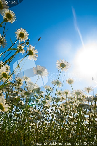 Image of camomiles in a rays of midday sun