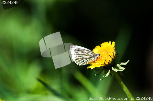 Image of dandelions with butterfly in the meadow