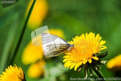 Image of dandelions with butterfly in the meadow