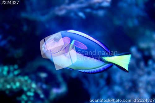 Image of Blue fish